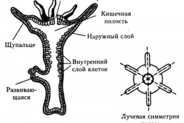 Кракен ссылка trikky